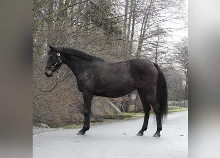 Hannover, Giumenta, 11 Anni, 165 cm, Baio scuro
