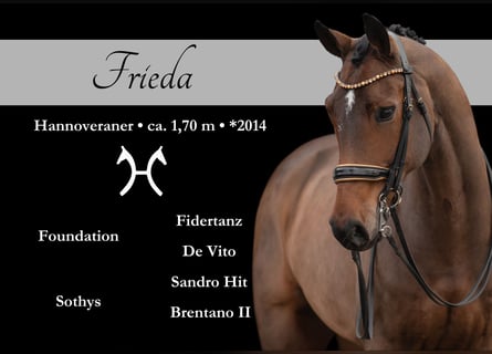 Hannover, Giumenta, 11 Anni, 170 cm, Baio