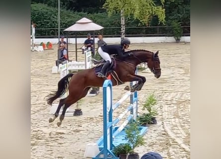 Hannover, Giumenta, 11 Anni, 170 cm, Baio