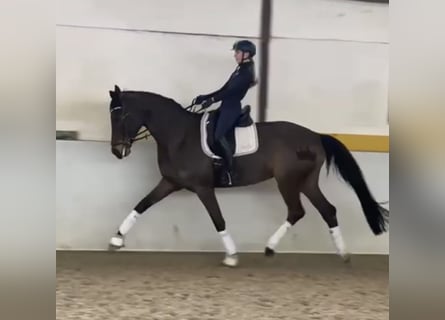 Hannover, Giumenta, 11 Anni, 170 cm, Baio scuro