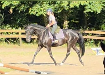 Hannover, Giumenta, 11 Anni, 170 cm, Morello
