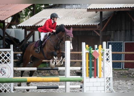 Hannover, Giumenta, 11 Anni, 172 cm, Baio ciliegia