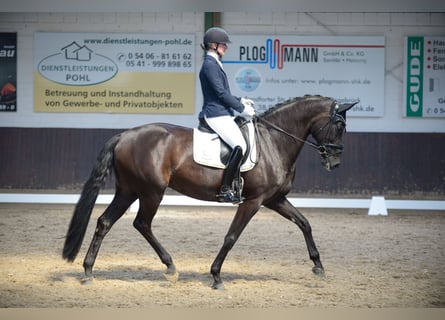 Hannover, Giumenta, 11 Anni, 173 cm, Morello