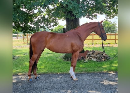 Hannover, Giumenta, 12 Anni, 167 cm, Sauro