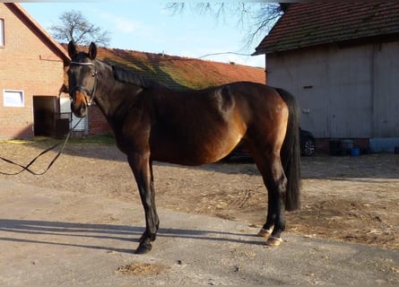 Hannover, Giumenta, 12 Anni, 170 cm, Baio nero