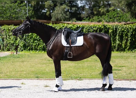 Hannover, Giumenta, 12 Anni, 170 cm, Morello