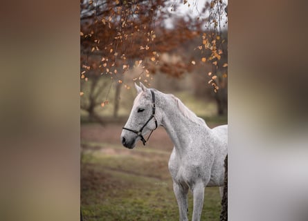 Hannover, Giumenta, 12 Anni, 173 cm, Grigio trotinato