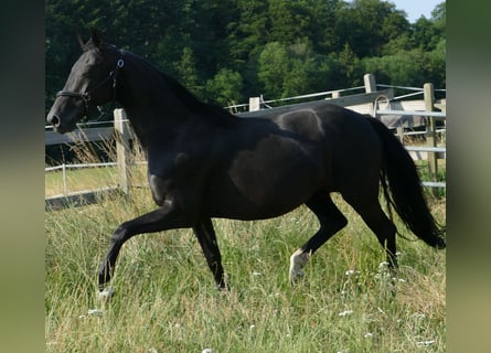 Hannover, Giumenta, 13 Anni, 165 cm, Morello