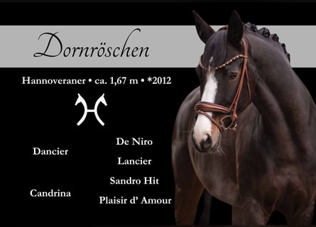 Hannover, Giumenta, 13 Anni, 167 cm, Baio scuro