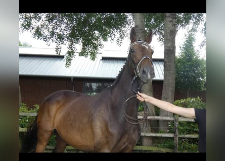 Hannover, Giumenta, 13 Anni, 169 cm, Baio scuro