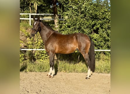Hannover, Giumenta, 14 Anni, 162 cm, Baio