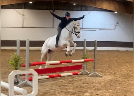 Hannover, Giumenta, 15 Anni, 163 cm, Grigio