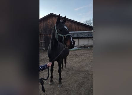 Hannover, Giumenta, 15 Anni, 166 cm, Baio nero