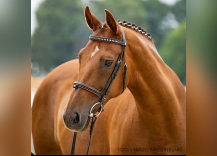 Hannover, Giumenta, 16 Anni, 167 cm, Sauro scuro