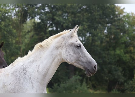 Hannover, Giumenta, 16 Anni, 169 cm, Grigio