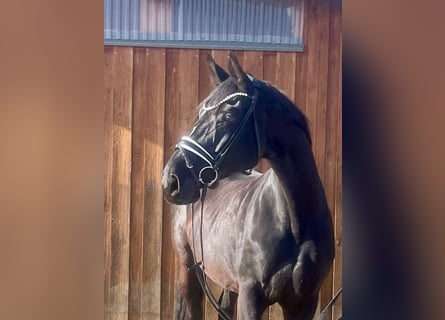 Hannover, Giumenta, 16 Anni, 172 cm, Morello