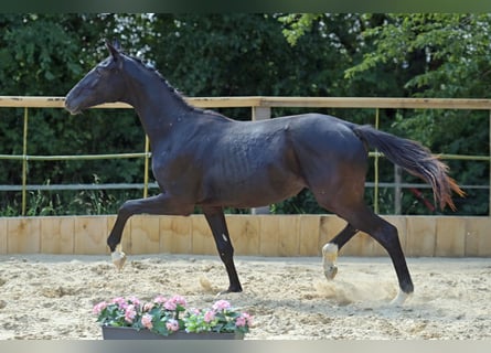 Hannover, Giumenta, 1 Anno, 170 cm, Morello