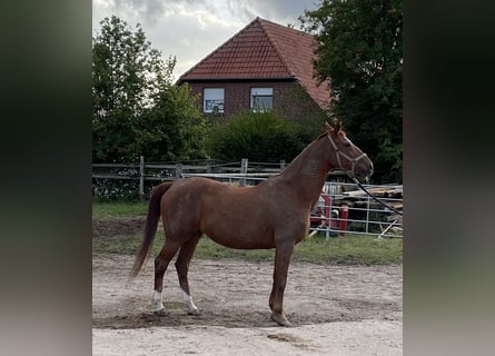 Hannover, Giumenta, 22 Anni, 169 cm, Sauro