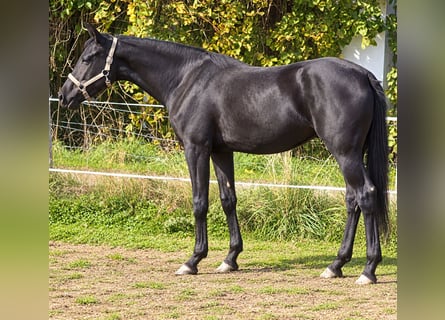 Hannover, Giumenta, 2 Anni, 160 cm, Morello