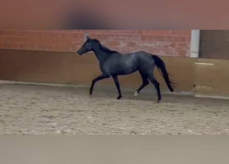 Hannover, Giumenta, 2 Anni, 170 cm, Grigio
