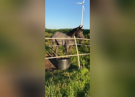 Hannover, Giumenta, 2 Anni, 170 cm, Grigio pezzato