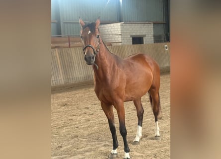 Hannover, Giumenta, 2 Anni, Baio