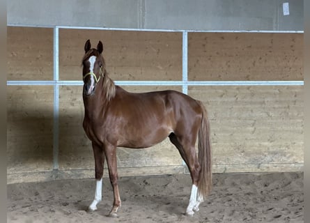 Hannover, Giumenta, 2 Anni, Sauro