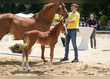 Hannover, Giumenta, 2 Anni, Sauro scuro