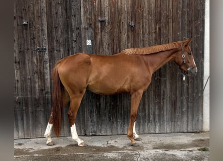 Hannover Mix, Giumenta, 3 Anni, 160 cm, Sauro