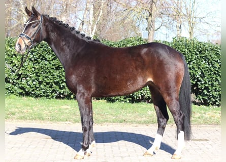 Hannover, Giumenta, 3 Anni, 162 cm, Baio scuro