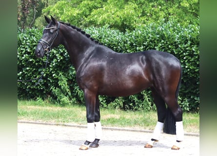 Hannover, Giumenta, 3 Anni, 163 cm, Morello