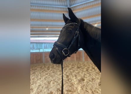 Hannover, Giumenta, 3 Anni, 163 cm, Morello