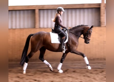 Hannover, Giumenta, 3 Anni, 164 cm, Baio