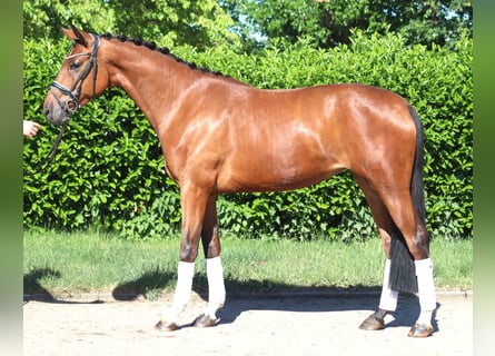 Hannover, Giumenta, 3 Anni, 165 cm, Baio