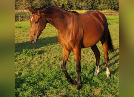 Hannover, Giumenta, 3 Anni, 165 cm, Baio