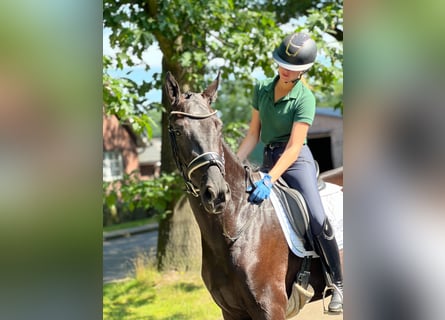 Hannover, Giumenta, 3 Anni, 165 cm, Morello