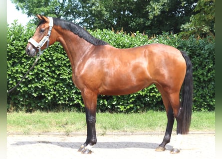 Hannover, Giumenta, 3 Anni, 166 cm, Baio