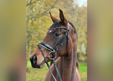 Hannover, Giumenta, 3 Anni, 167 cm