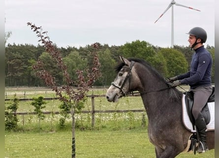 Hannover, Giumenta, 3 Anni, 167 cm, Grigio ferro