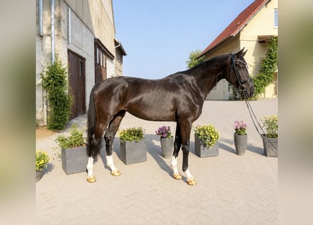 Hannover, Giumenta, 3 Anni, 167 cm, Morello