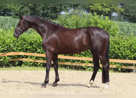 Hannover, Giumenta, 3 Anni, 167 cm, Morello
