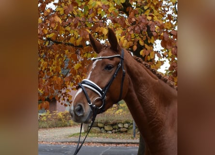 Hannover, Giumenta, 3 Anni, 167 cm, Sauro