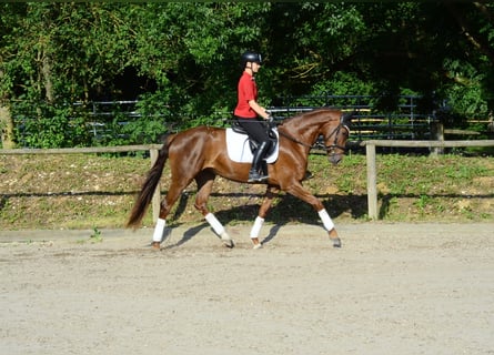 Hannover, Giumenta, 3 Anni, 167 cm, Sauro scuro