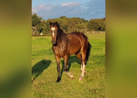 Hannover, Giumenta, 3 Anni, 168 cm, Baio