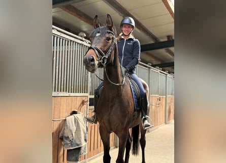 Hannover, Giumenta, 3 Anni, 168 cm, Baio scuro