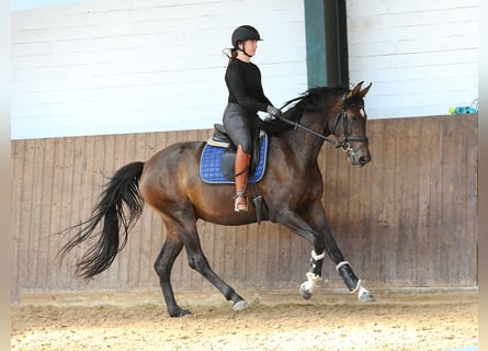 Hannover, Giumenta, 3 Anni, 168 cm, Baio scuro