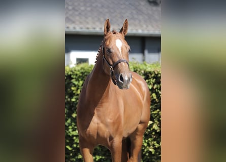 Hannover, Giumenta, 3 Anni, 168 cm, Sauro