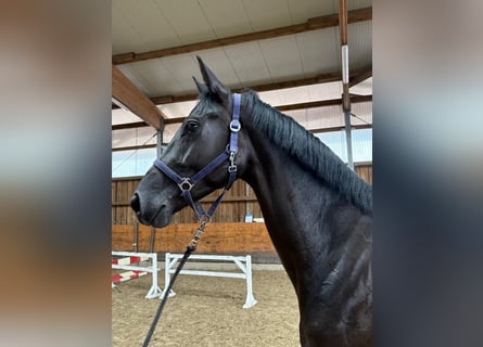 Hannover, Giumenta, 3 Anni, 170 cm, Morello