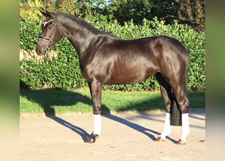 Hannover, Giumenta, 3 Anni, 170 cm, Morello