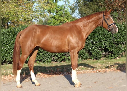 Hannover, Giumenta, 3 Anni, 170 cm, Sauro